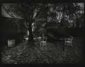  / Zahrada / Josef Sudek