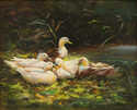 / Kachny na břehu / Alexander Koester