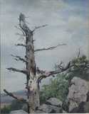  / Starý strom / Alois Kirnig