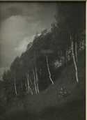  / Břízy / Josef Sudek