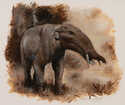  / Gomphotherium angustidens / Petr Modlitba