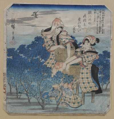  / Sběr čaje / Utagawa Hirošige