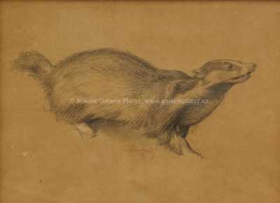  / Studie jezevce / Max Švabinský