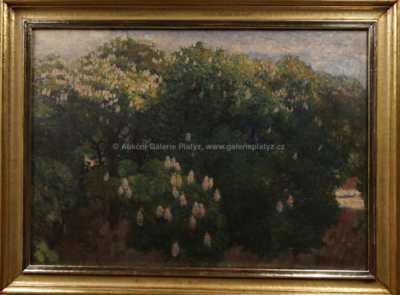   - Rozkvetlé kaštany