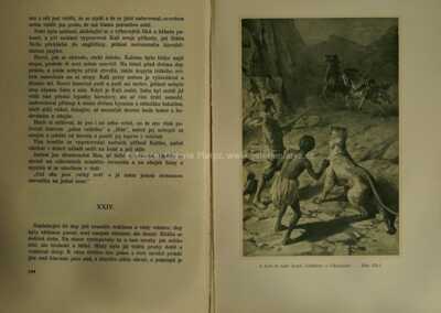  / Pouští a pralesem č. 11 / Věnceslav Černý