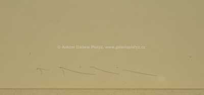  / Position 50 n° 34 / Tomáš Rajlich