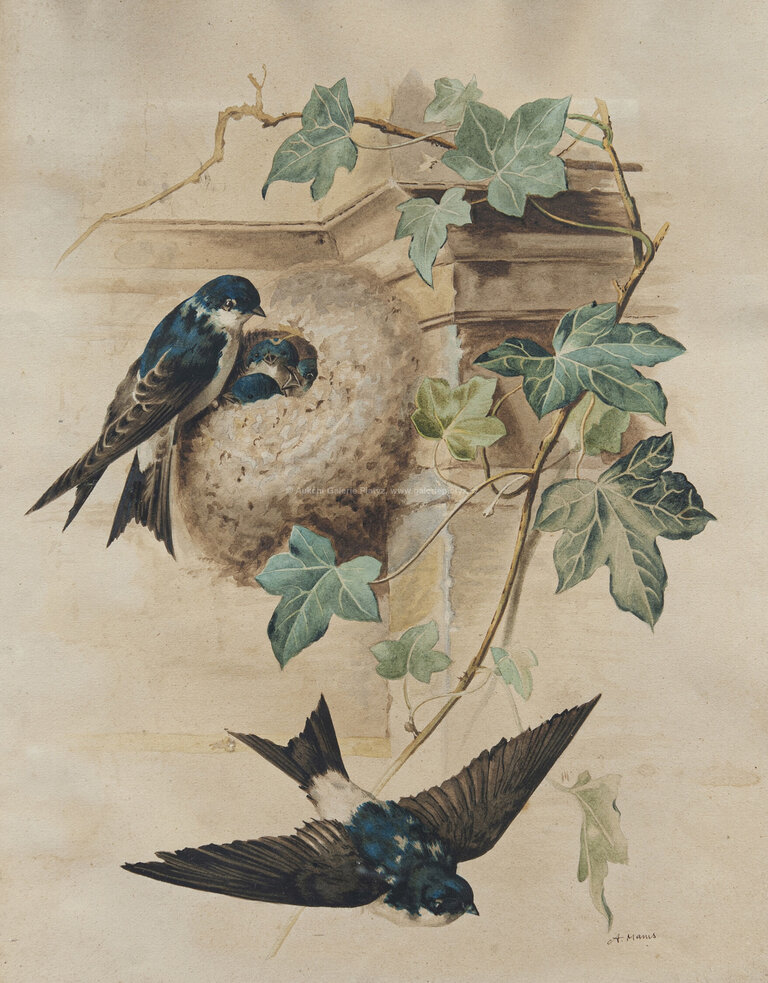  / Jiřičky / Amalie Mánesová