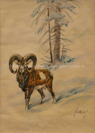 / Muflon / Jiří Židlický