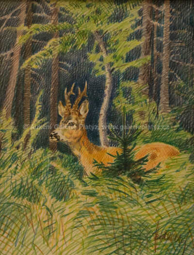  / Srnec / Jiří Židlický