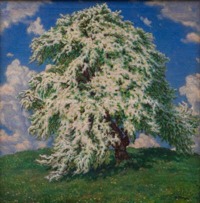  / Kvetoucí strom / Jan Honsa