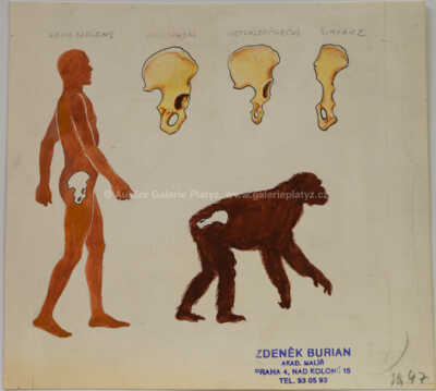  / Evoluce / Zdeněk Burian