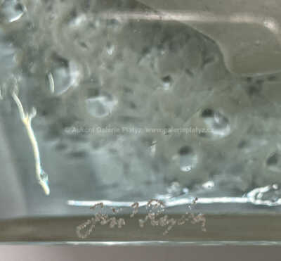  / Květinová plastika / Jiří Ryba