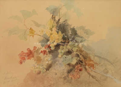  / Rybízový keř / Ernst Erwin Oehme