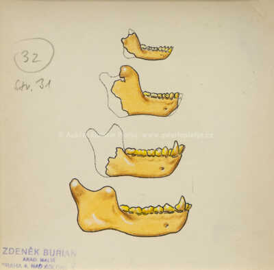  / Čelist / Zdeněk Burian