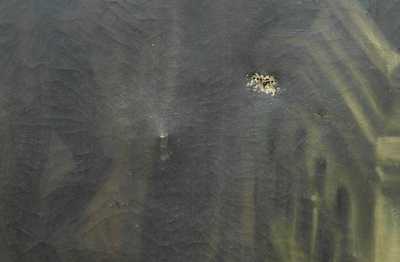  / Rodinný čaroděj /   Autor neurčen