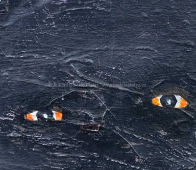  / Nenápadný / Laco Déczi