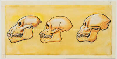  / Lebky třetihorních lidoopů / Zdeněk Burian