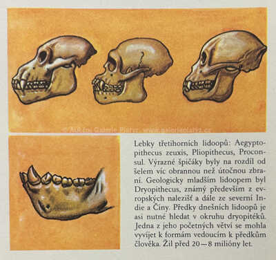  / Lebky třetihorních lidoopů / Zdeněk Burian