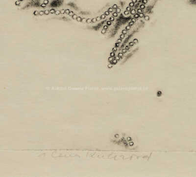  / Kachničky / Alena Kučerová