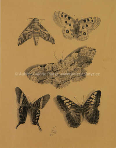  / Motýli / Max Švabinský