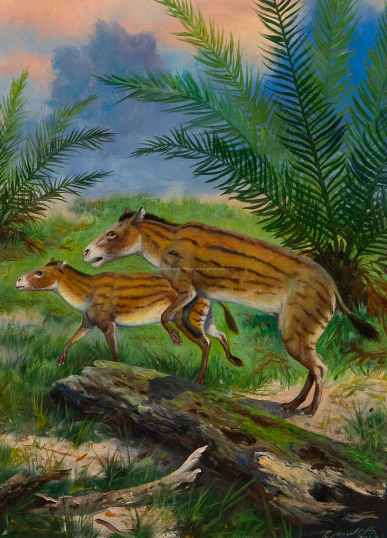  / Hyracotherium leporium / Petr Modlitba