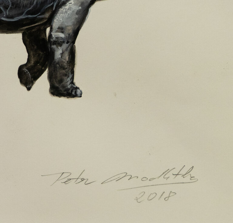  / Kentrosaurus aethiopicus et Dacentrurus armatus / Petr Modlitba