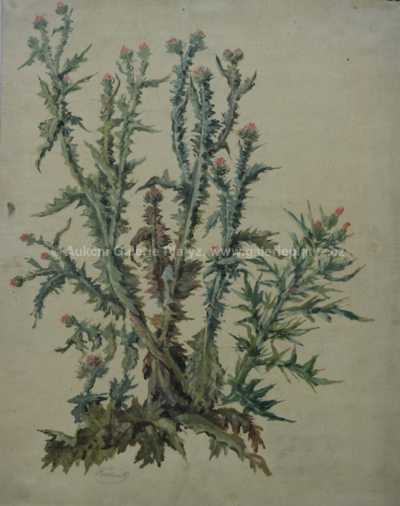  / Studie bodláku / Bedřich  Havránek