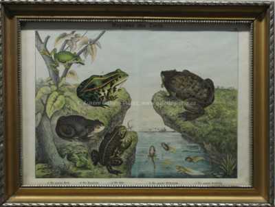 Autor neurčen - Žáby