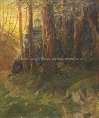  / Slunce v lese / Hans J.  Gantner