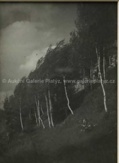  / Břízy / Josef Sudek