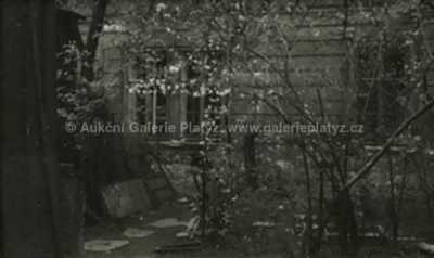  / Zlatý déšť na dvorku / Josef Sudek