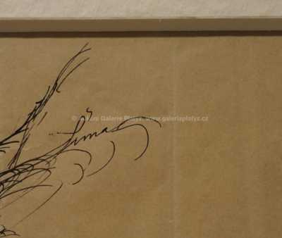  / Kňouráč severoevropský / Josef  Šíma