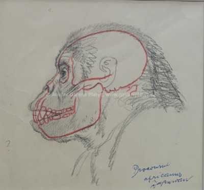  / Studie lidoopa / Zdeněk Burian