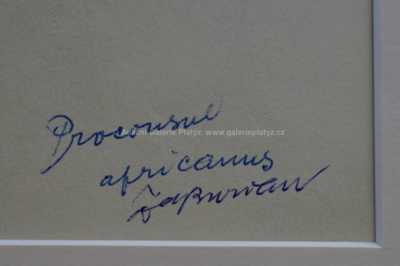  / Studie lidoopa / Zdeněk Burian