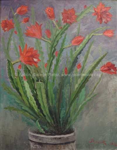  / Vánoční kaktus / Jan B. Minařík