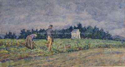  / Sklizeň brambor / Adolf  Kašpar