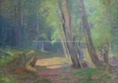  / V lese / Roman Havelka