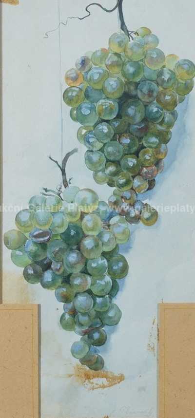  / Studie hroznů /   Autor neurčen