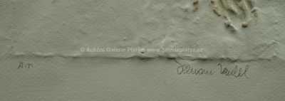  / Vlasatice pravá / Olbram Zoubek