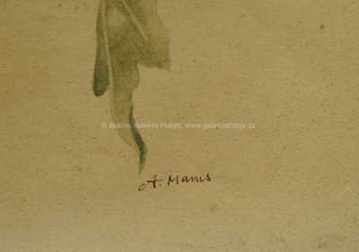  / Jiřičky / Amalie Mánesová